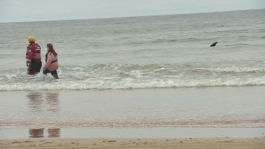 Two dolphins returned to sea after being stranded on beach