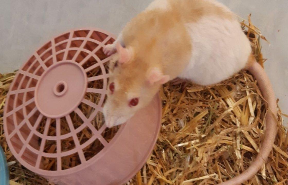 Scottish SPCA appeal after Glasgow vet finds rat abandoned in plastic box near bins amid heatwave