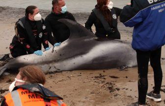 Three stranded dolphins refloated safely after 12-hour rescue mission in Fraserburgh