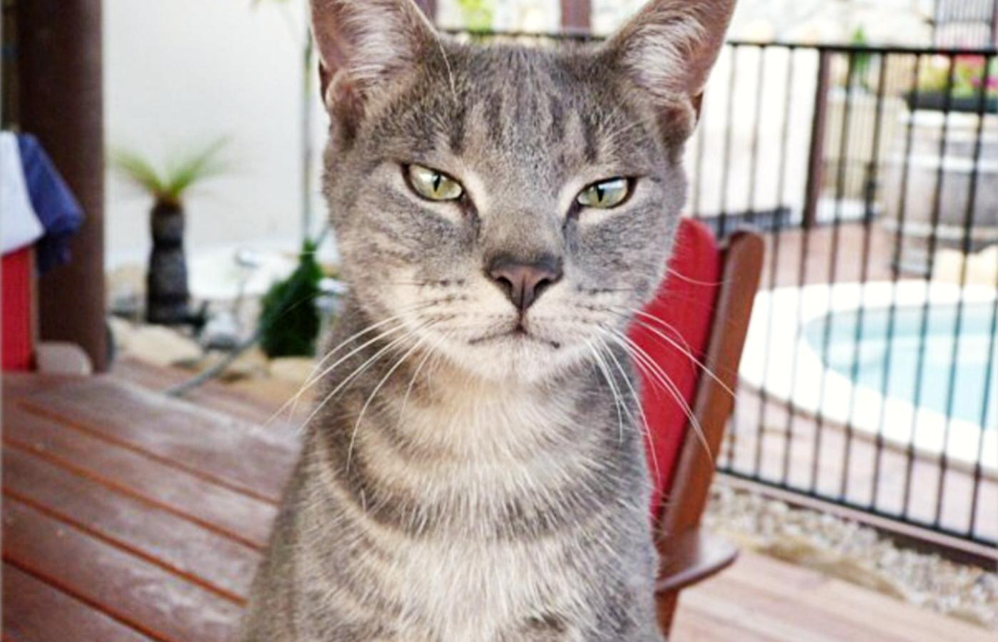 Melvin was found on May 23 after a member of the public reported their concerns for a stray cat that had been visiting their house since Christmas. 
