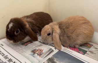 Abandoned rabbits found near Torphins three months after similar incident in Aberdeenshire