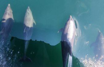 Watch ‘incredible encounter’ with playful bottlenose dolphins off Mull