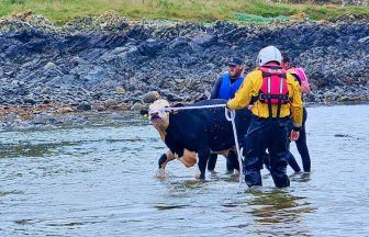 Cattle fall from cliffs in Stranraer sparking RNLI lifeboat rescue mission