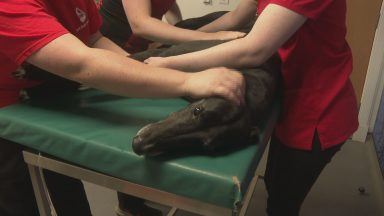 Push for more donor dogs at Dundee pet blood bank