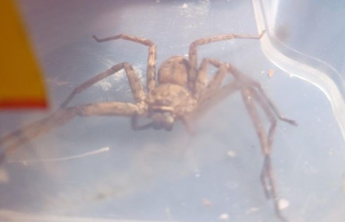 SSPCA rescue after Traveller returns from Africa to Edinburgh and finds 10cm huntsman spider hiding in case
