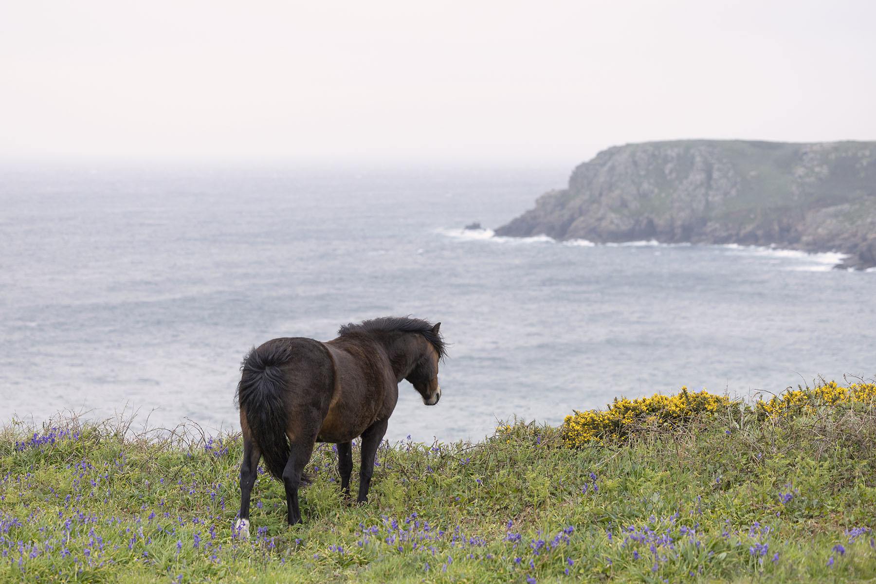 Horse spotted at Logan’s Rock.