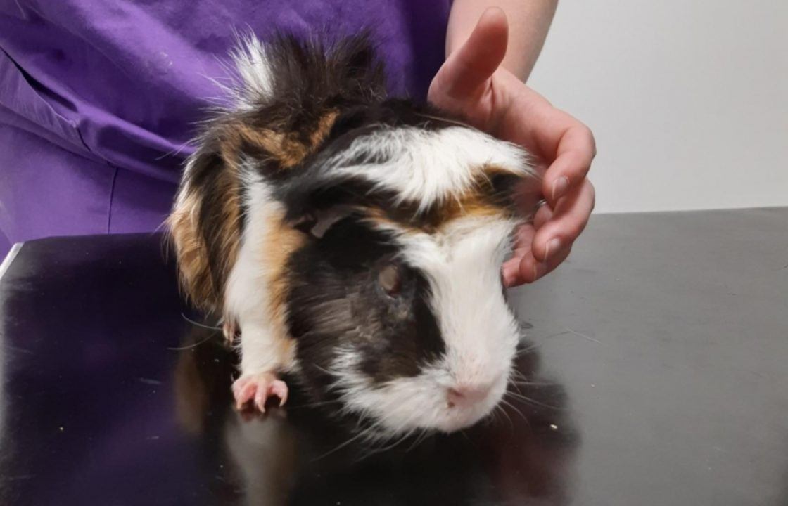 ‘Abandoned’ guinea pig with eye injury found wandering in garden in Fallin, Stirling