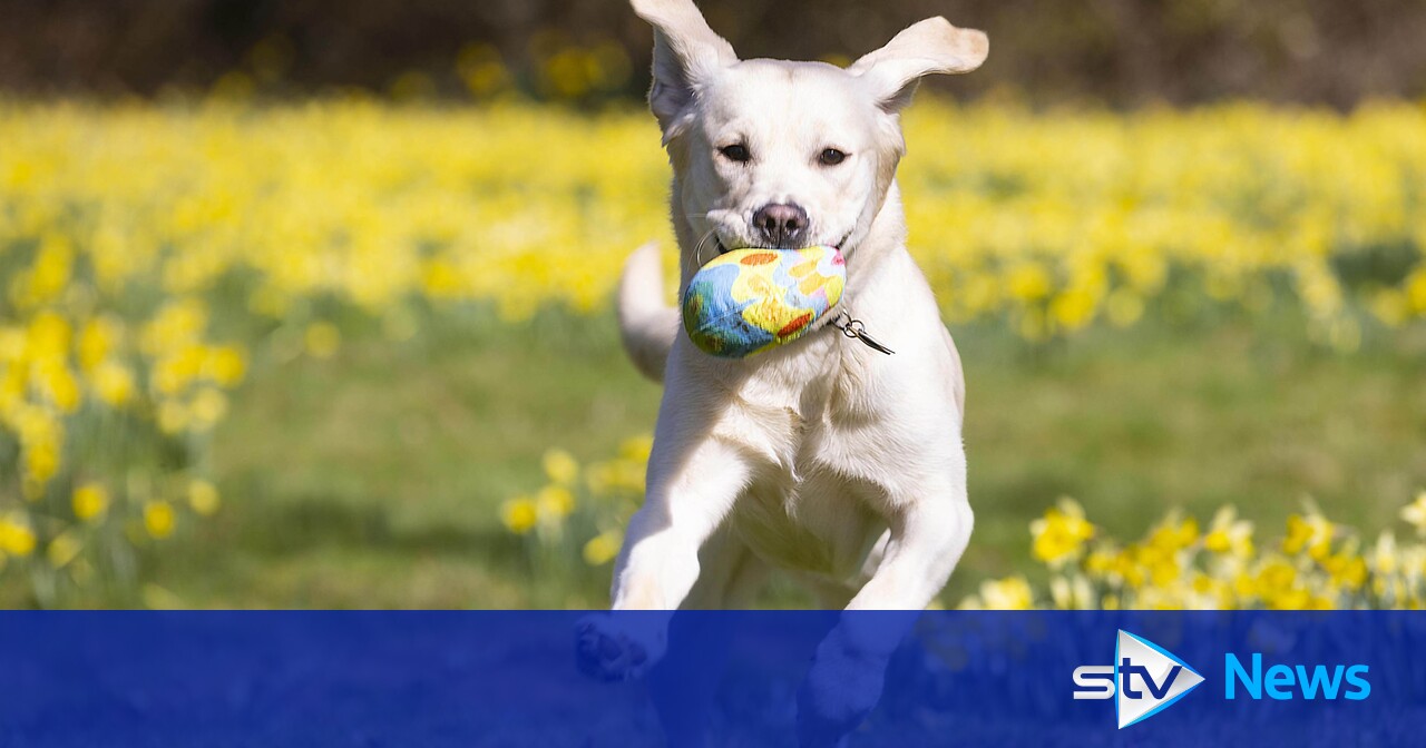 UK pet insurance payouts top £1bn in 2022 as owners face costly vet