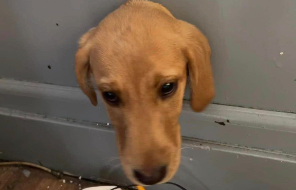 Labrador puppy gets head stuck in wall sparking fire crew rescue