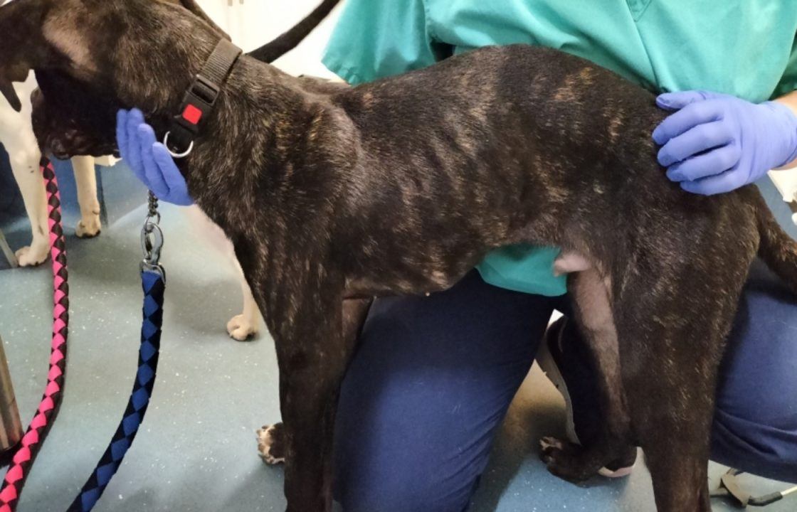 Glasgow couple who ‘underfed and neglected’ dogs for months handed ban