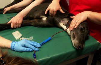 Pet Blood Bank calling on dog owners to help save others by taking pet to give blood