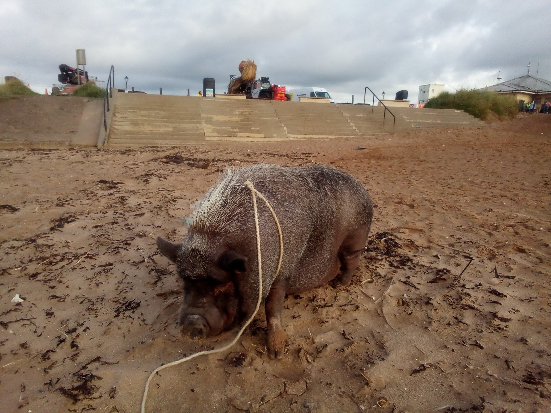 Geordie will join more than 300 children with additional support needs for a day at the seaside.