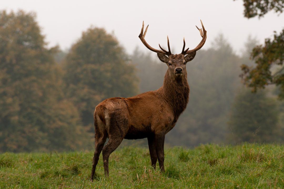 Land mangers granted more power to cull ‘rapidly growing’ Scottish deer population in biodiversity bid