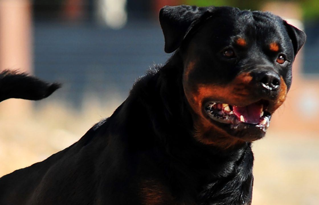 Glasgow mum and baby hid from angry Rottweilers in car for almost two hours