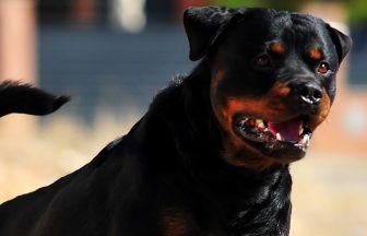 Teenager in hospital after being knocked over and bitten by rottweiler in Dundee