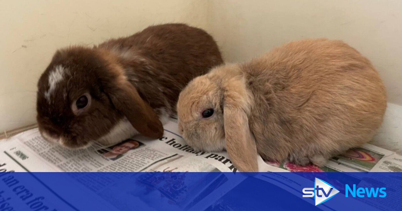 Newborn rabbit litter dies after pregnant rabbit found alongside five