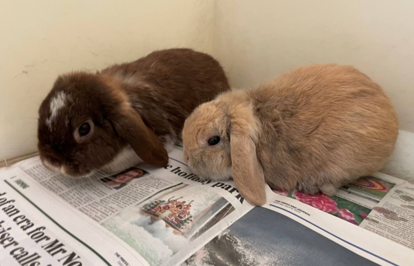 Newborn rabbit litter dies after pregnant rabbit found alongside five