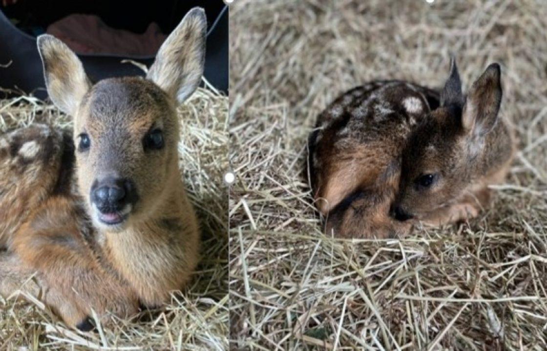 Removing baby deer from the wild is a ‘death sentence’, Scottish SPCA warns