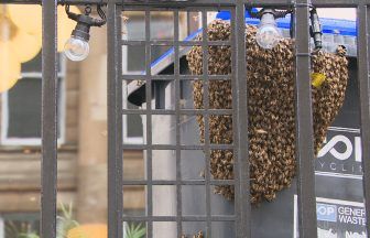 Huge swarm of bees forces Glasgow city centre bar 63rd+1st to close