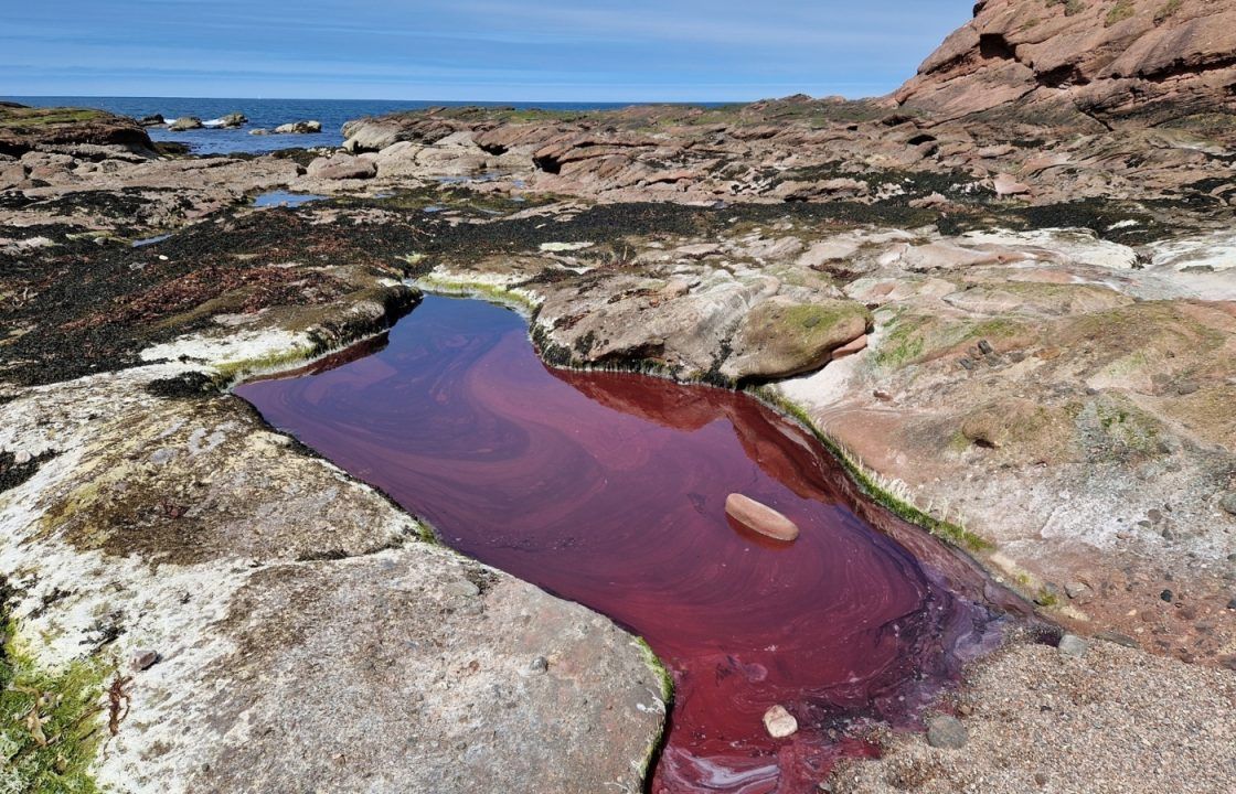 SEPA warns dog owners to keep pets away from bright red rockpools and algae-coated lochs