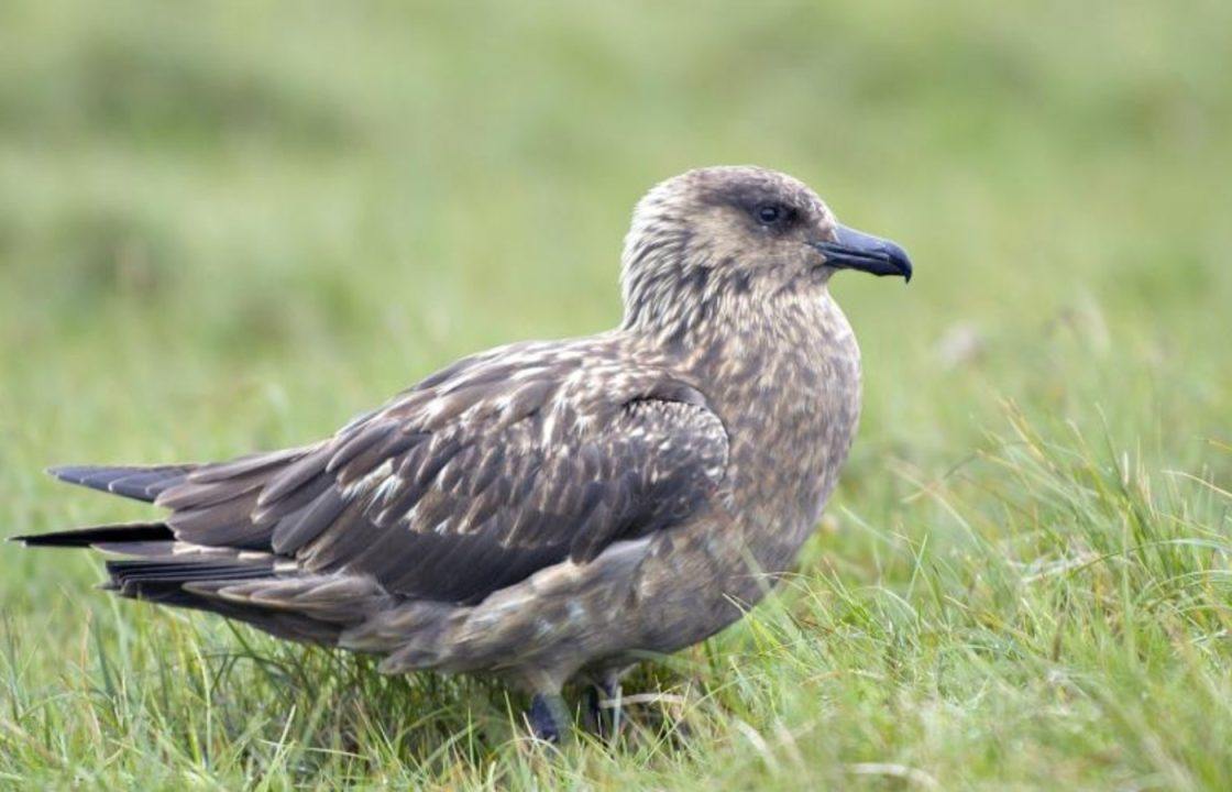 Bird flu devastates around 90% of skuas population on Hermaness in Shetland, say NatureScot