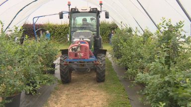 Soft fruit growers battling ‘dramatic’ rise in production costs