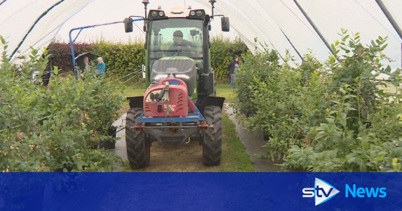 Soft fruit growers battling 'dramatic' rise in production costs STV News