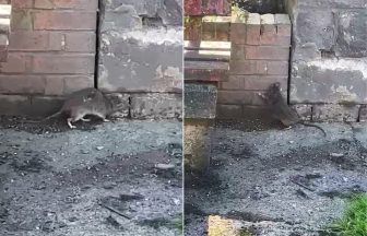 Videos show rat ‘size of cat’ as Glasgow’s three-weekly bin collections blamed for rise in rodents