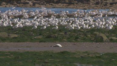 Dead seabirds recovered from beaches amid avian flu outbreak