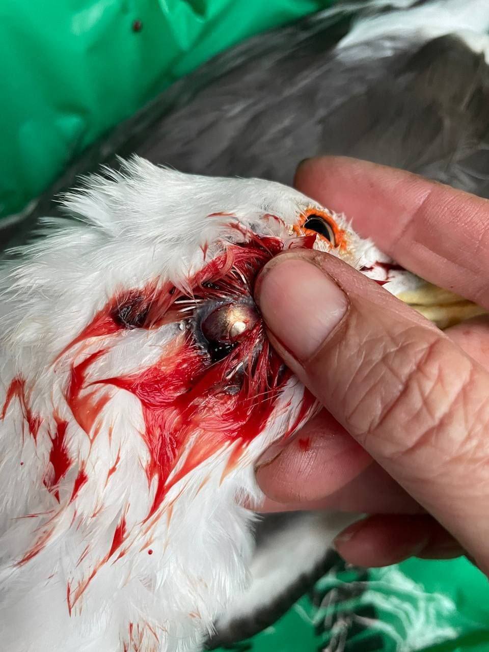 SSPCA inspectors found a gull that had been shot dead with a ball bearing to the head.