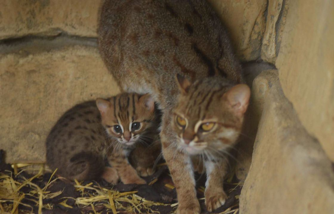 Five Sisters Zoo in West Lothian welcomes birth of rare rusty-spotted cat