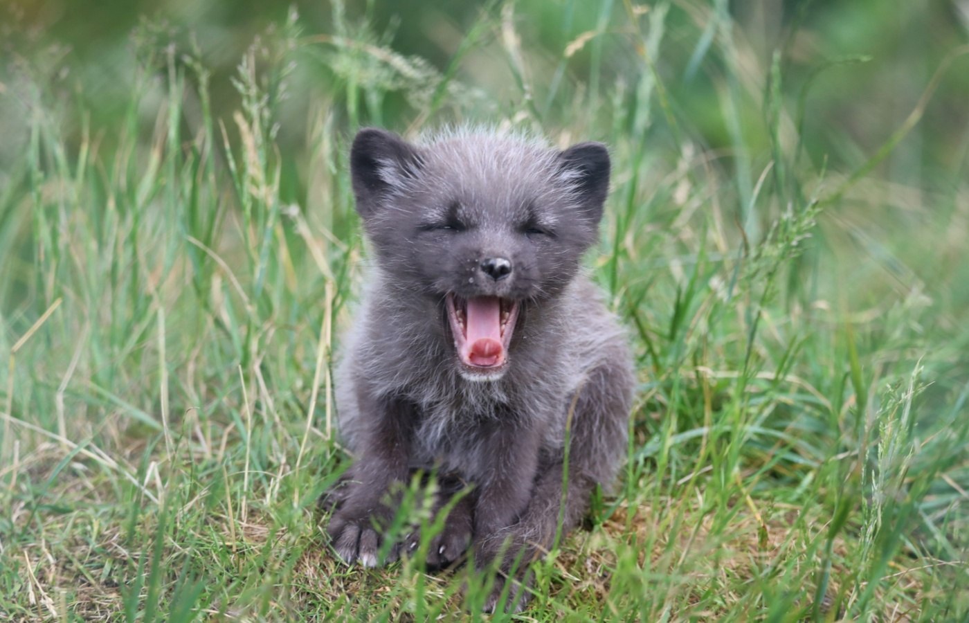 The cubs were living underground for the first few weeks.