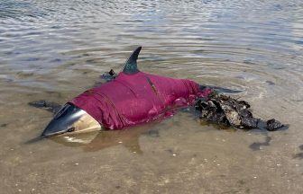 Rescue operation saves two dolphins stranded on Monifieth beach