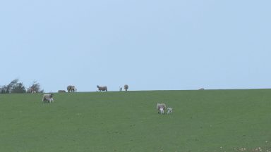 Farming incomes could be halved due to Brexit finds report