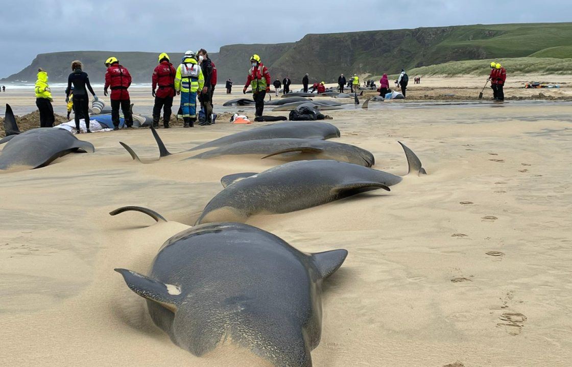 Dozens of whales found dead near Stornoway beach as Police Scotland urges public to avoid area