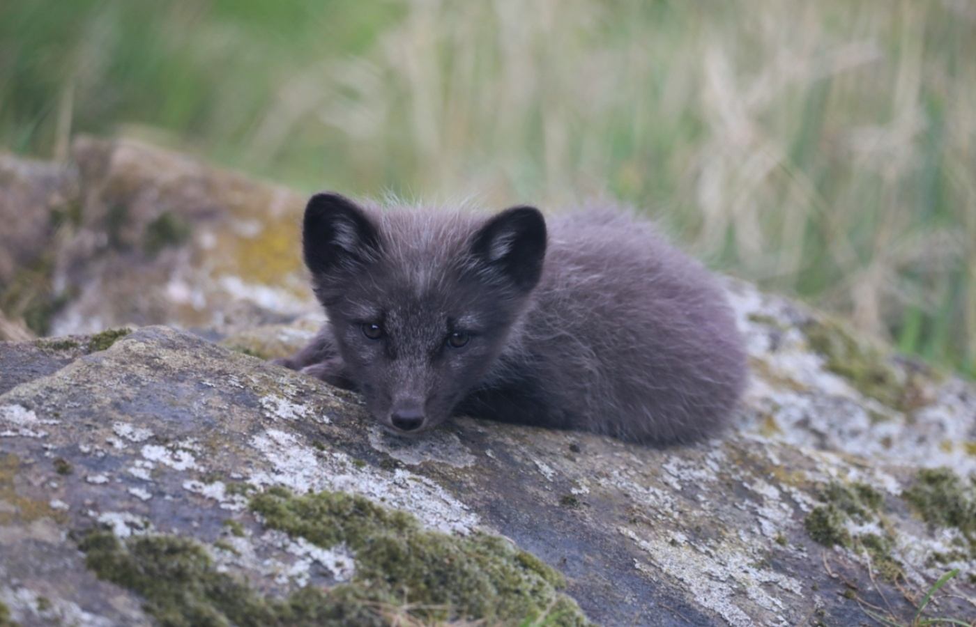 The Arctic fox cubs were born at the Highland Wildlife Park.