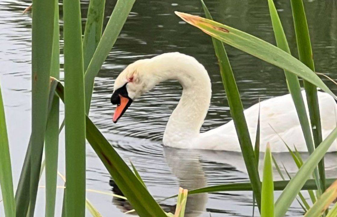 Swan shot in head and gull killed with catapult in Forth Quarter Park in Edinburgh