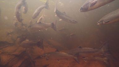 Calls for more conservation to protect salmon populations