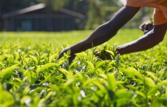 Kenyan farm workers win right to sue Scots tea firm James Finlay for millions