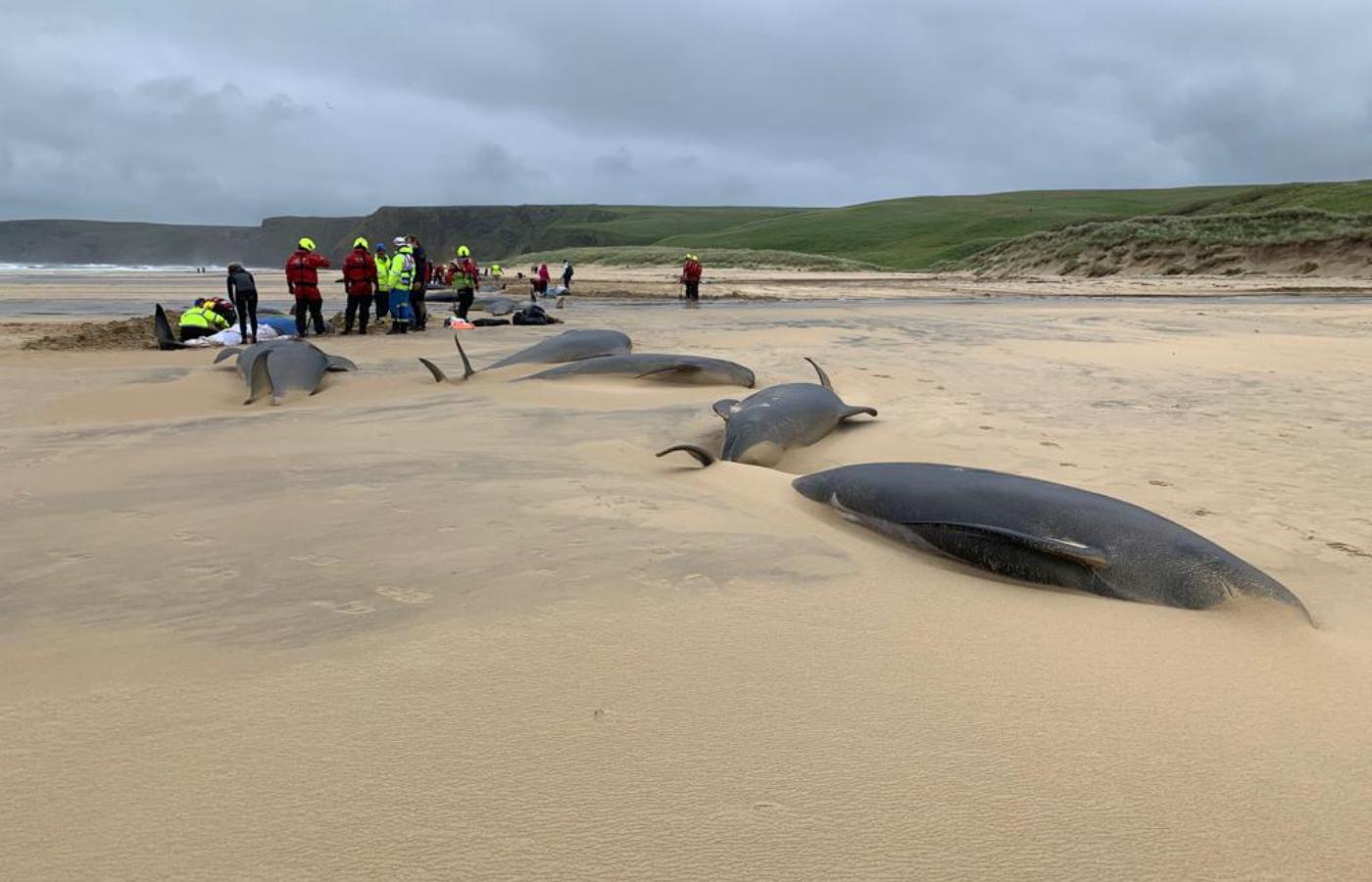Dozens of whales were stranded on a beach in North Tolsta.