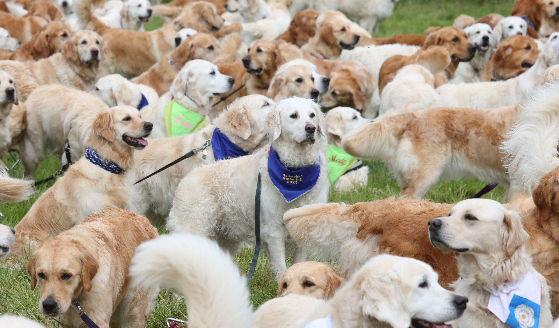 Golden Retrievers which have gathered at Guisachan where they were first bred 155 years ago by Lord Tweedmouth 