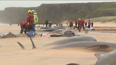 Experts investigate mass stranding of whales on Lewis