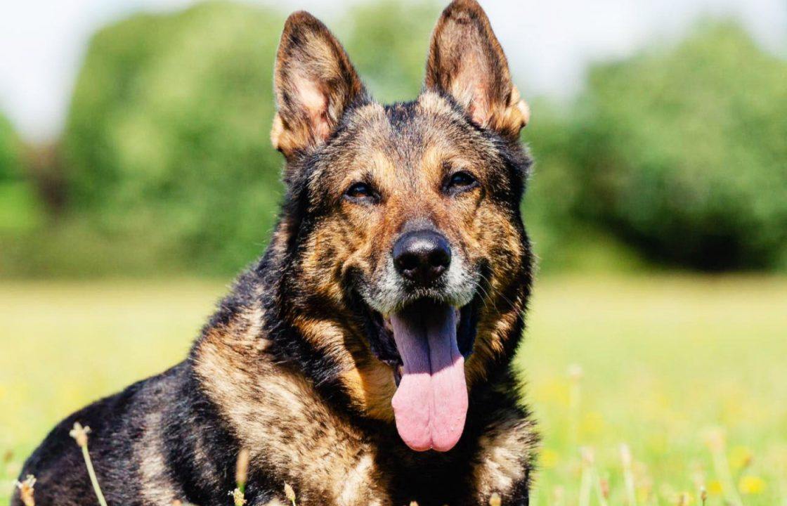 Britain’s Got Talent dog star Finn stabbed saving owner’s life dies aged 14