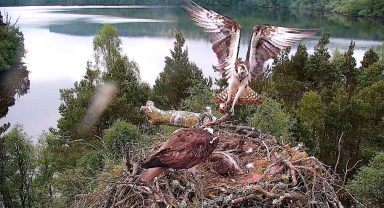 Osprey chicks take to the skies for the first time from wildlife reserve in Scottish Highlands