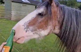 Almond Valley Heritage Centre slams ‘irresponsible’ video of horse being fed Buckfast