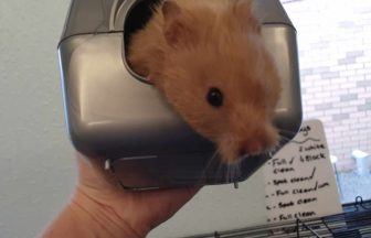 Hamster ‘left inside shoe’ outside Hamilton resident’s house