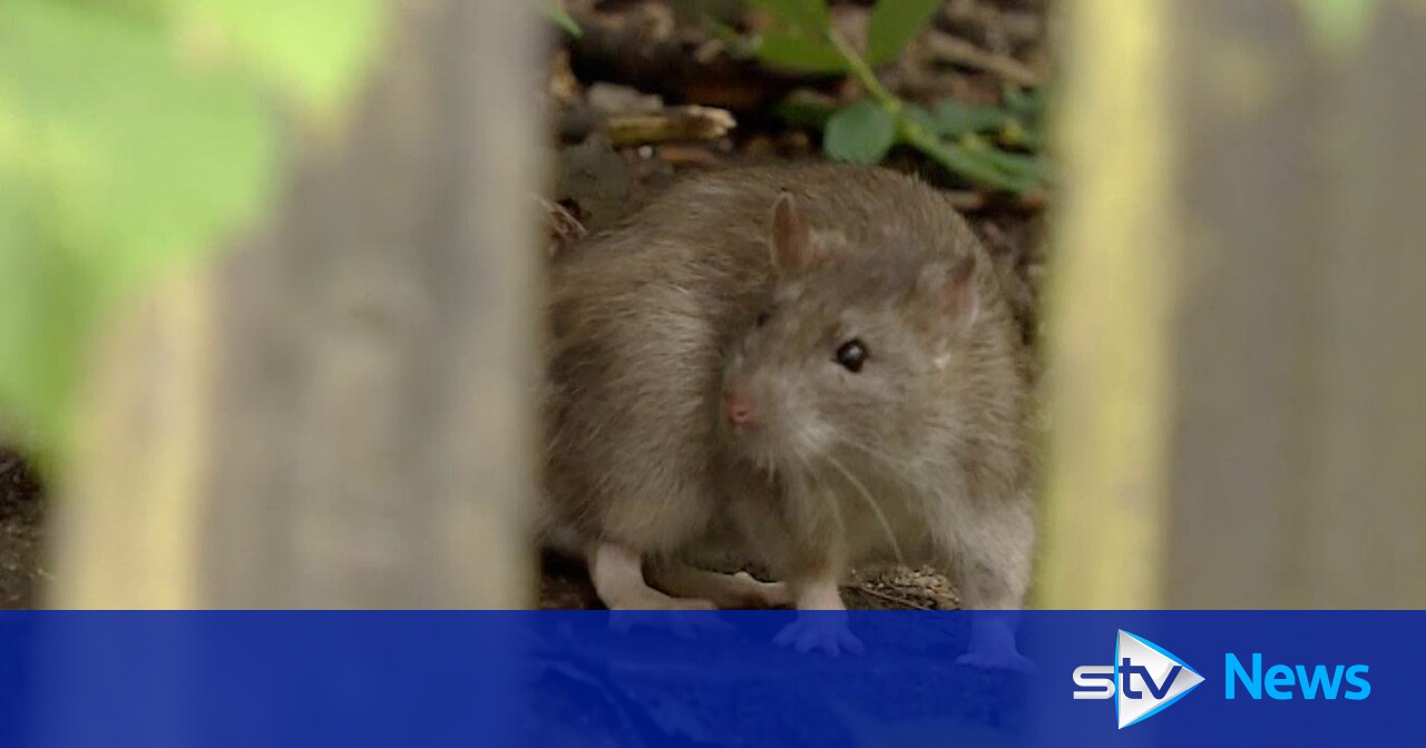 Desperate Glasgow residents ‘living in fear’ as rats 'take over' back ...