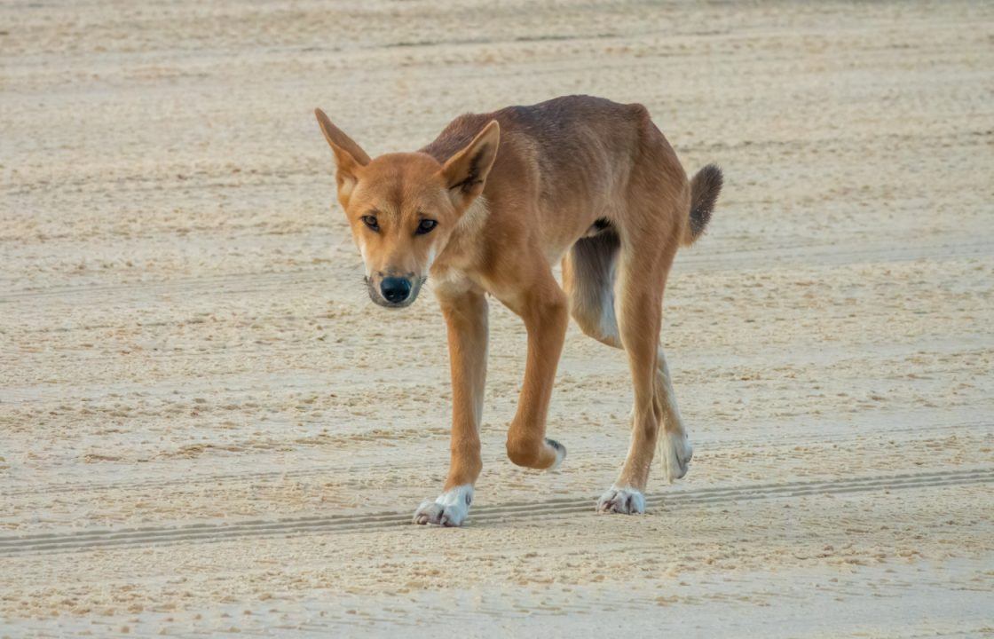 Dingo pack leader euthanised after attacking jogger on notorious Australian beach