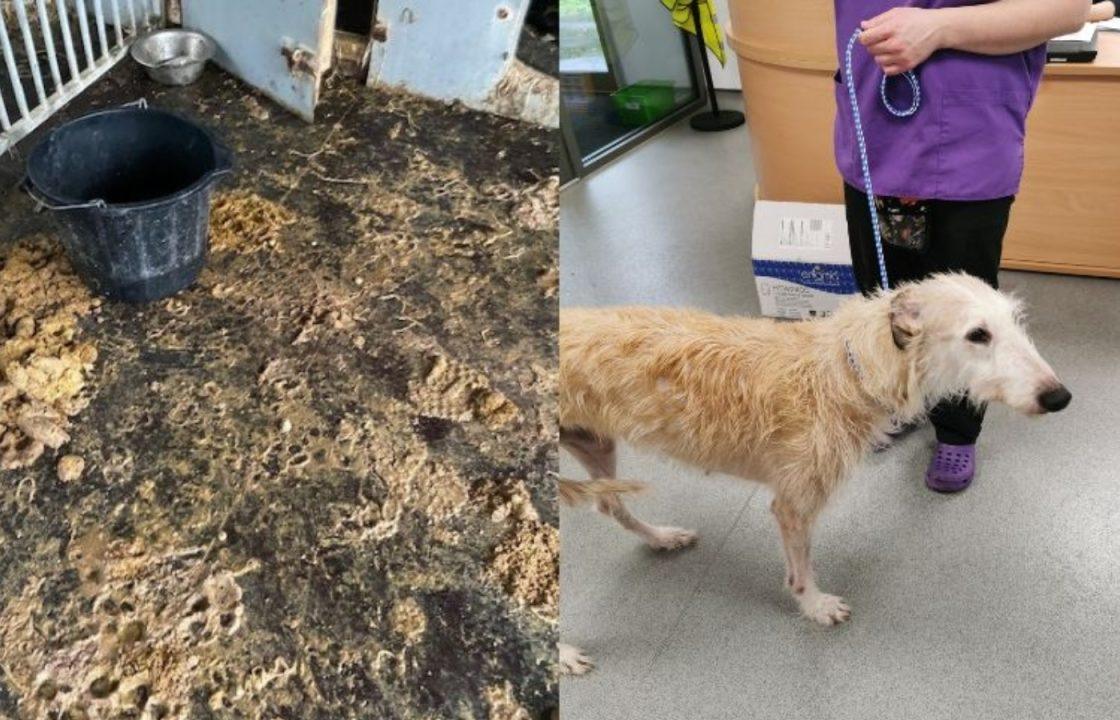 Wishaw brothers receive ban after six dogs found in faeces-covered kennels by Scottish SPCA