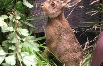 Baby hare ‘hitchhikes’ over 300km from Durham to Alexandria in unsuspecting traveller’s backpack